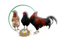 Pioneer Agri Industries Limited logo